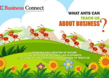 What Ants can Teach us About Business - Business Connect