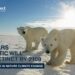 Polar Bears in the Arctic will become extinct by 2100 - Business Connect