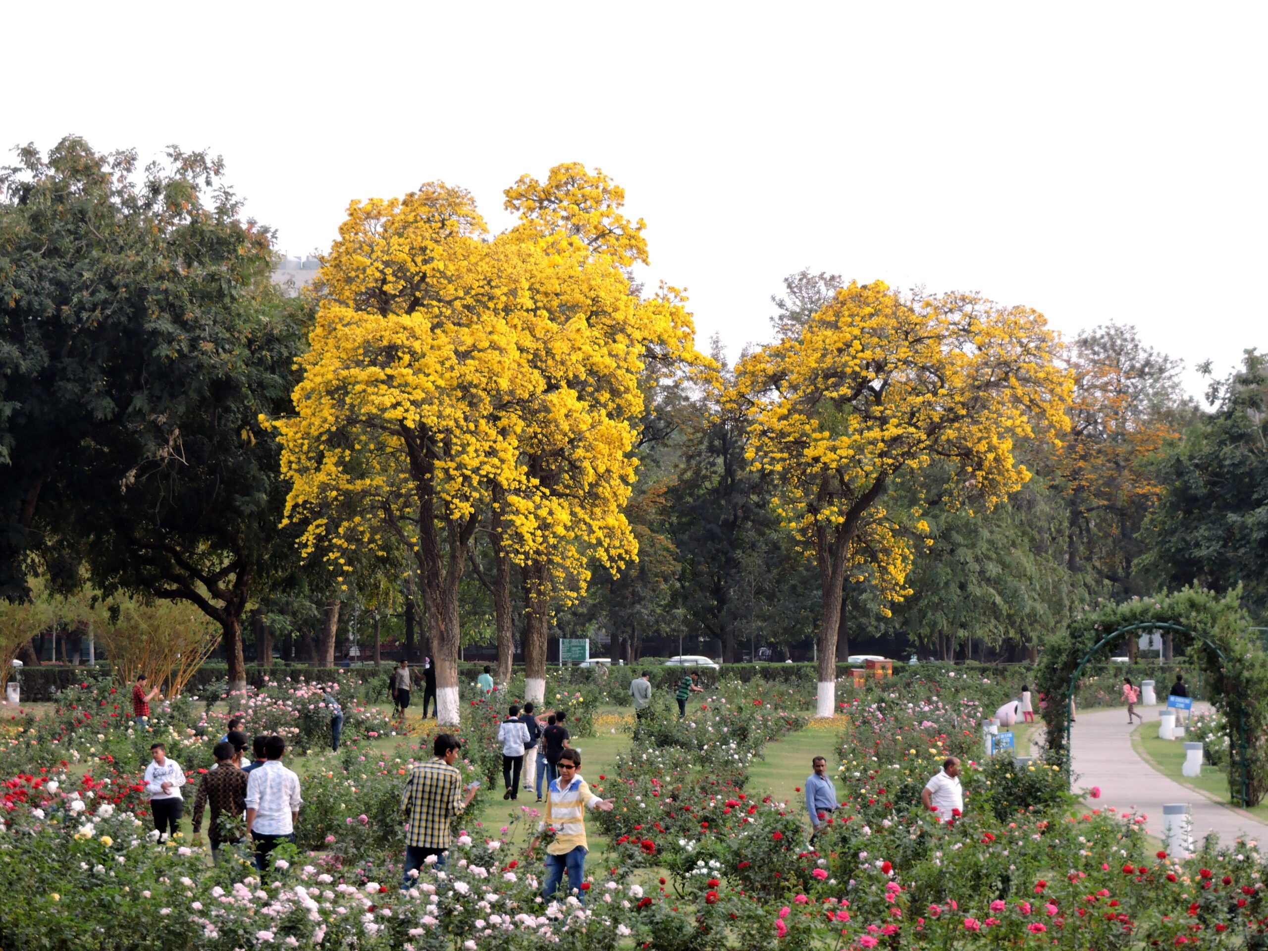 Rose Garden | Top 5 Places to visit in Chandigarh