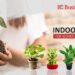 Top 5 Indoor Plants for Workplaces this Summer