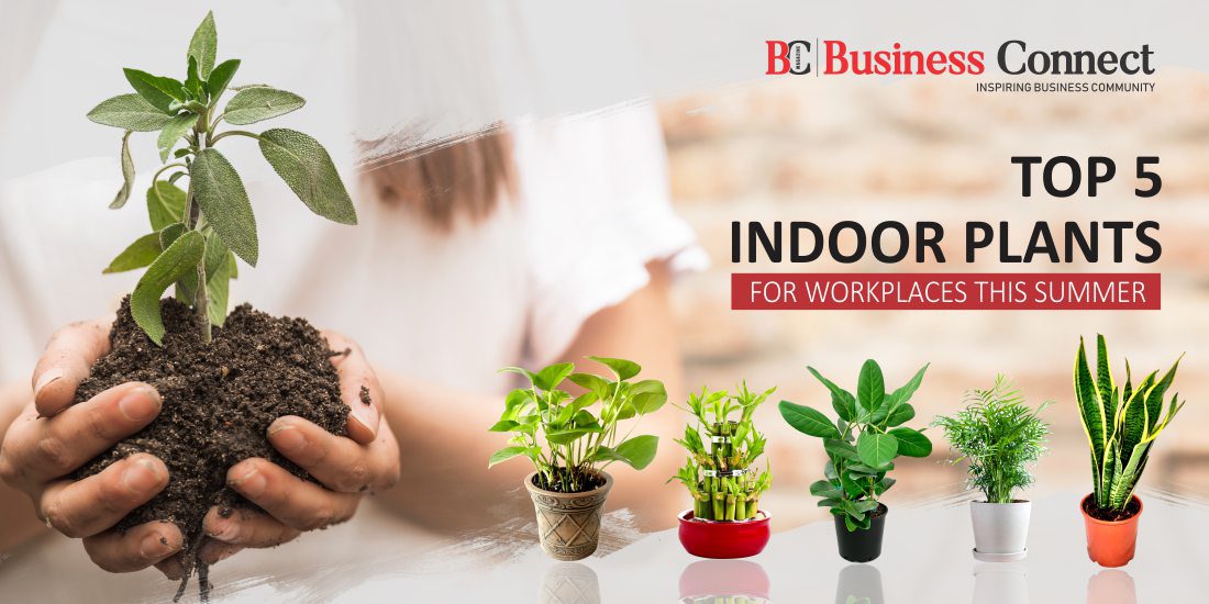 Top 5 Indoor Plants for Workplaces this Summer