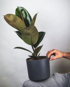 Rubber Plant (Ficus elastica) | Top 5 Indoor Plants for Workplaces this Summer