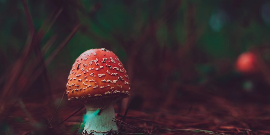 mushroom cultivation