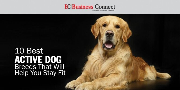 10 Best Active Dog Breeds That Will Help You Stay Fit