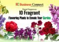 Floral Fragrance: 10 Fragrant Flowering Plants to Elevate Your Garden